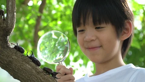 Cute Asian child looking through a magnifying glass at a rhinoceros beetle Stock Footage 100700651
