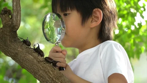 Cute Asian child looking through a magnifying glass at a rhinoceros beetle Stock Footage 100702532