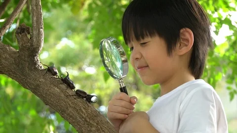 Cute Asian child looking through a magnifying glass at a rhinoceros beetle Stock Footage 100703198