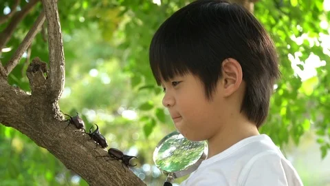 Cute Asian child looking through a magnifying glass at a rhinoceros beetle Stock Footage 100704028