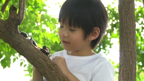 Cute Asian child looking through a magnifying glass at a rhinoceros beetle Stock Footage 100705002
