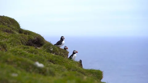 Cute Atlantic Puffin Video stock 124214696