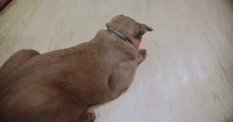 Cute attractive brown cat chasing a red dot laser pointer Stock Footage 154533848