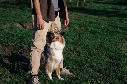 Cute Aussie dog performs the house command Stock Photos
