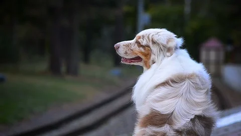 Cute aussie dog portrait Stock Footage 97864411