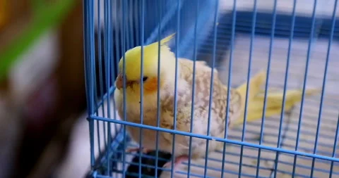 Cute Australian parakeet chicks in cage 스톡 동영상 297731995