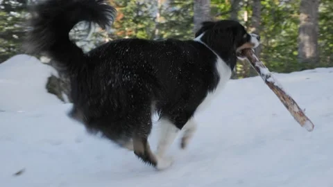 Cute Australian Shepherd playing in the snow with a stick, dog running, happy Stock Footage 221713232