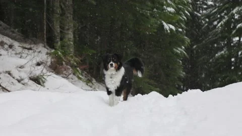 Cute Australian Shepherd playing in the snow, dog running, happy dog, cute. 4K 動画素材 230198118