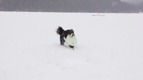 Cute Australian Shepherd playing in the snow, dog running, happy dog, cute. 4K Stock Footage 240155059