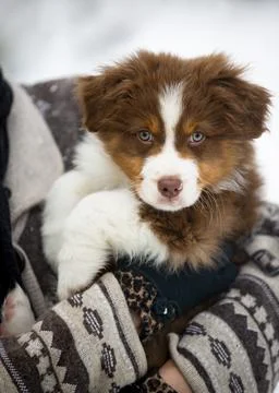 A cute Australian Shepherd puppy. Stock Photos