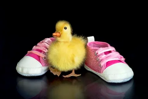 Cute Babe Duck. Stock Photos