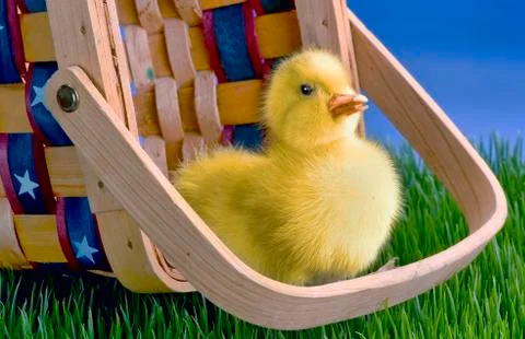 Cute Babe Duck. Stock Photos
