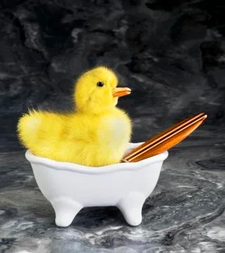 Cute Babe Duck. Stock Photos
