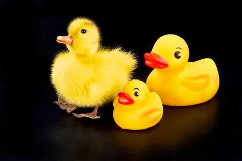 Cute Babe Ducks. Stock Photos