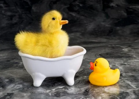Cute Babe Ducks. Stock Photos