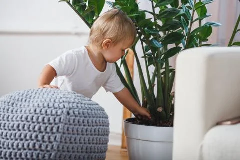 Cute baby boy exploring home plants indoors Stock Photos