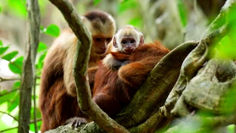 Cute baby Capuchin monkey perched on back of mother in tree Stock Footage 341432280