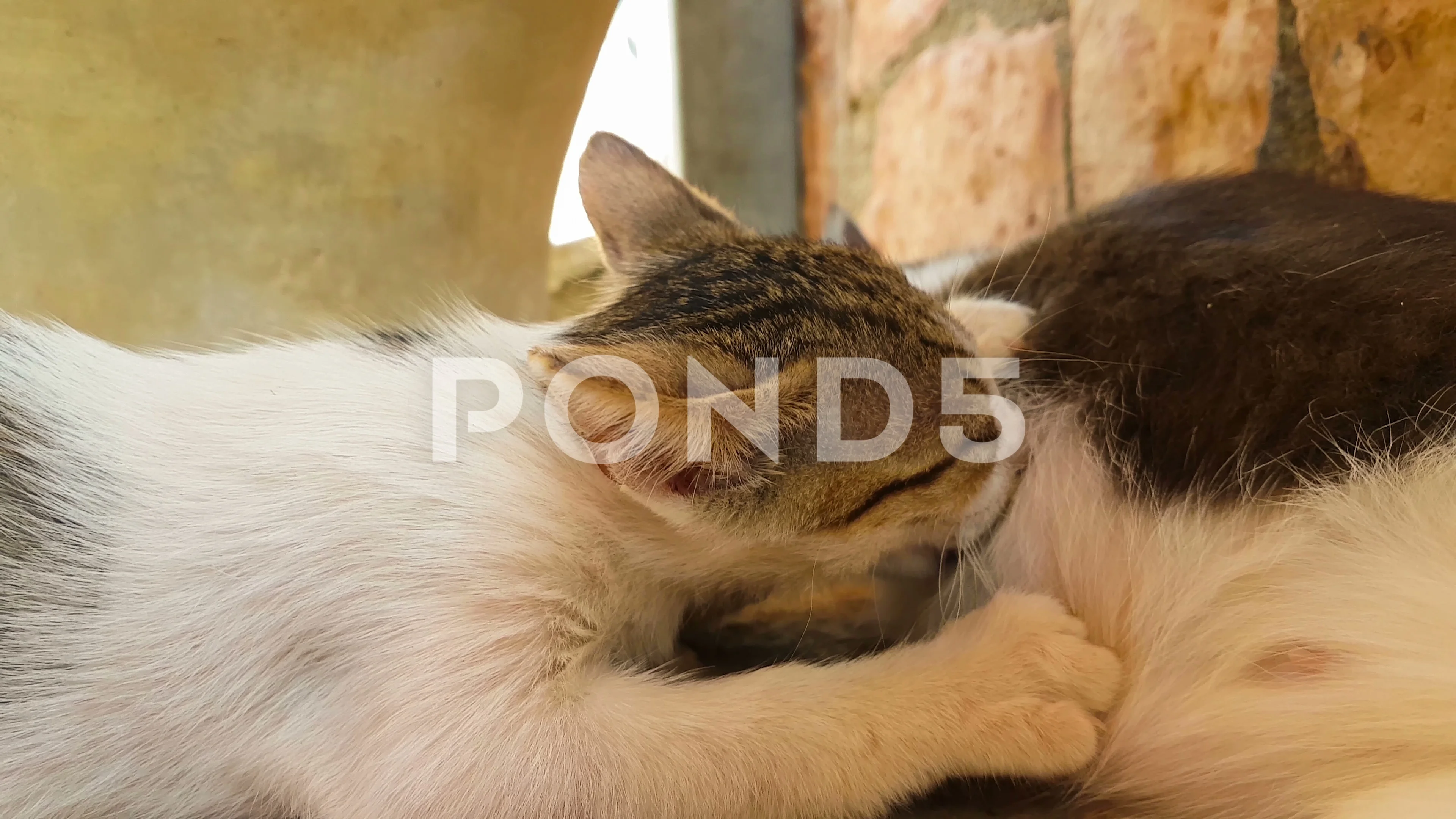 Kittens drinking milk top from mother