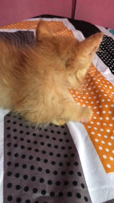Cute baby cat Vidéo 219704247