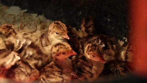 Cute baby chicks all nesting together Stock Footage 77697317
