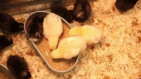 Cute baby chicks eating while standing in their feeder Stock Footage 77697316