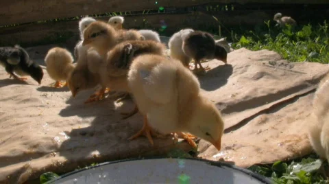 Cute baby chicks Stock Footage 653604