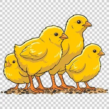 Cute baby chicks 库存插图