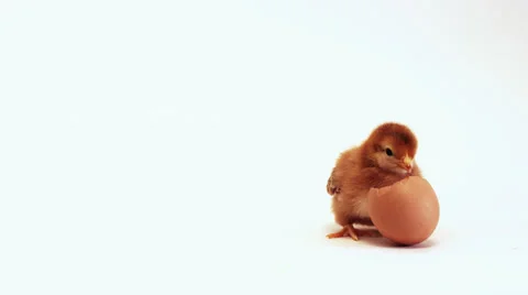 Cute Baby Chicks with Shell Video stock 33833304