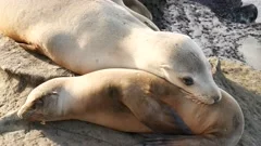 Funny sea lion online videos