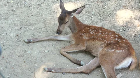 Cute baby deer lying down on the ground Stock Footage 290464121
