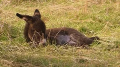 Cute Baby Donkey Stock Footage Royalty Free Videos Pond5