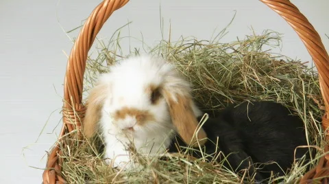 Cute baby Easter rabbits Video stock 609056