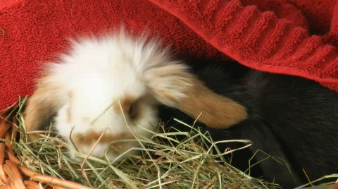 Cute baby Easter rabbits V Video stock 609279