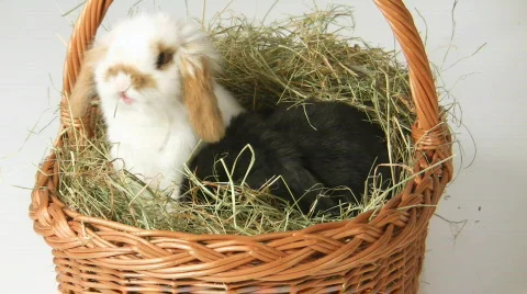 Cute baby Easter rabbits VI Video stock 609336