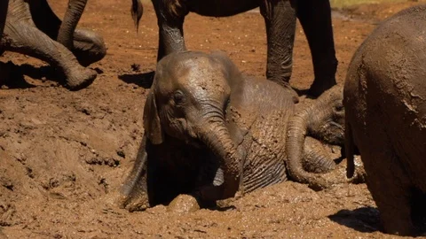 Cute Baby Elephant rolling in mud Stock Footage 104624923