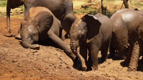 Cute Baby Elephants throwing mud Stock Footage 104624919