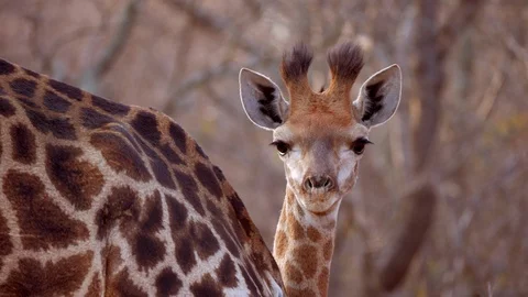 Cute Baby Giraffe looking into Camera 4k Stockbeeldmateriaal 124888692