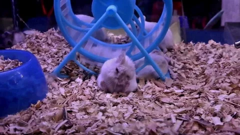 Cute baby hamsters are playing and scratching their bodies Stock Footage 299366053