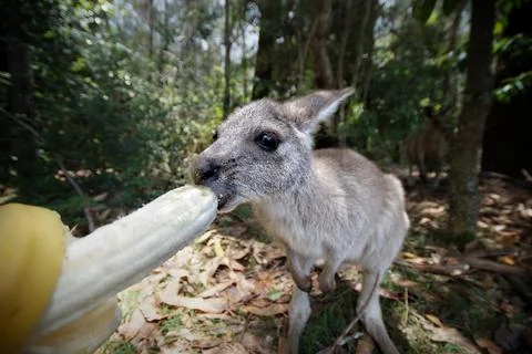 Cute baby kangaroo eating a banana Stock Photos