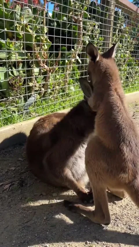 Cute Baby Kangaroo Playing with Its Mother in Wildlife Sanctuary 動画素材 345027378