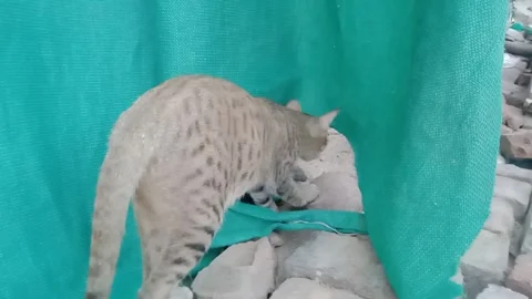Cute Baby Kitten Staying Close to Its Loving Mother Cat Stock Footage 346568481