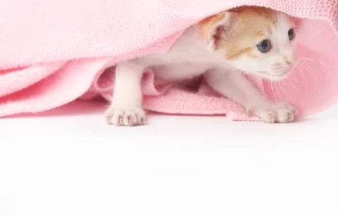 Cute baby kitten wrapped in pink blanket Stock Photos