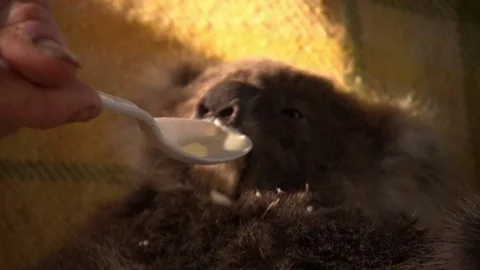 Cute baby koala in a tree Stock Footage 70396180