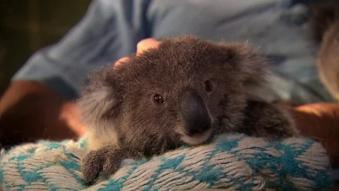 Cute baby koala in a tree Stock Footage 70396245