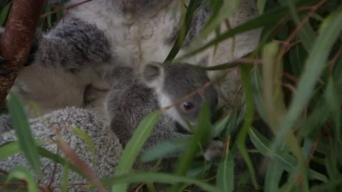 Cute baby koala in a tree Stock Footage 70396970