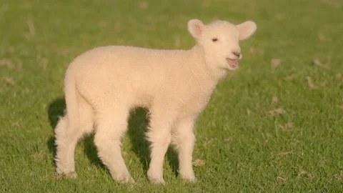 A cute baby lamb 스톡 동영상 207895286