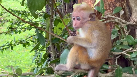 Cute Baby Macaque Monkey Sitting in a Tree and Carefully Grooming its Fur Stock Footage 331630929
