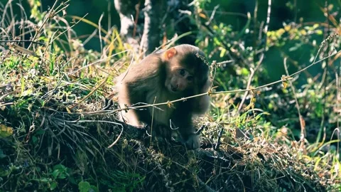 Cute Baby Macaque Monkey Sitting in Wild Forest with Natural Morning Sunlight Stock Footage 332138238