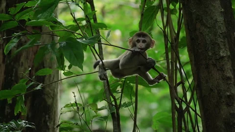 Cute baby macaque monkey swinging and playing on green branches in the wild Stock Footage 336847711