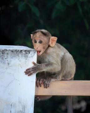 Cute baby monkey biting wall Stock Photos